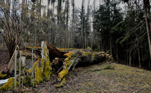 3_Trainiskio azuolas foto S. Mudinienės.jpg